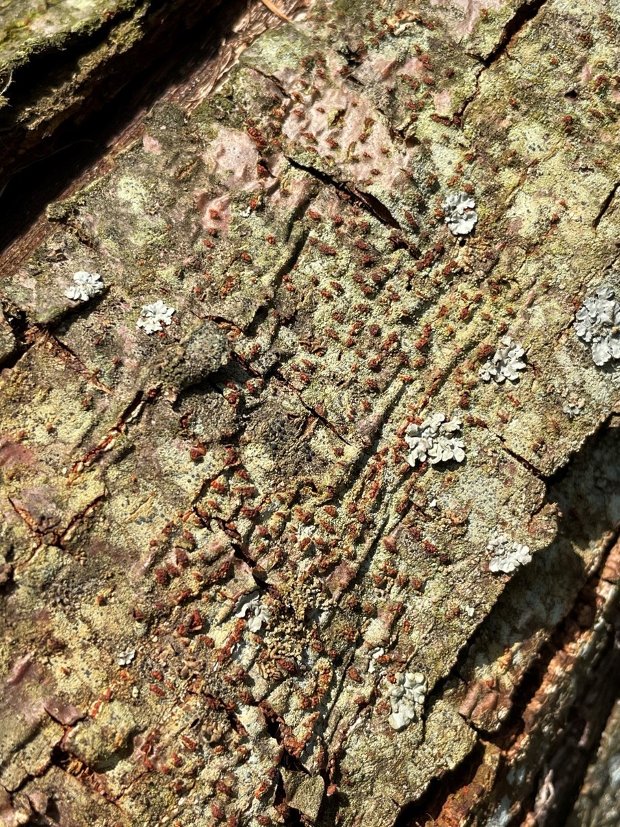 Chestnut blight fungus.